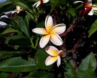 Plumeria  collection 