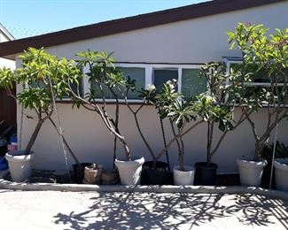 Plumeria  collection 