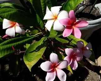 Plumeria  collection 