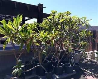 Plumeria  collection 