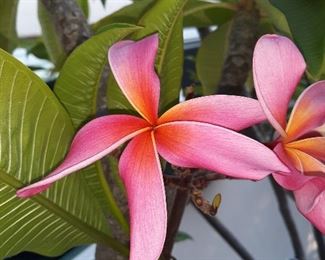  longtime members of SCPS,  Southern California Plumeria Society
