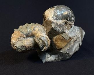 Beautiful Museum Quality Nautilus fossil in situ - buy on StubbsEstates.com