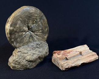 Museum Quality Sea Urchin fossil and Petrified Wood - buy on StubbsEstates.com