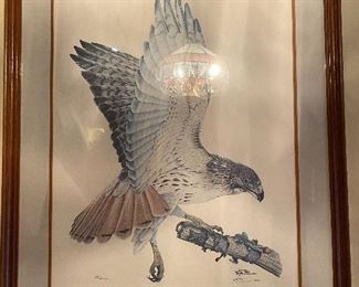 Redtail Hawk Framed Print