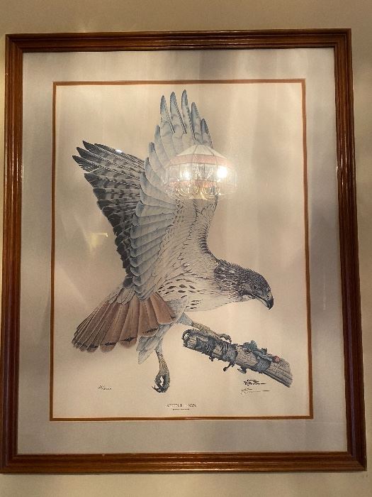 Redtail Hawk Framed Print