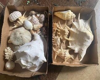 Seashells