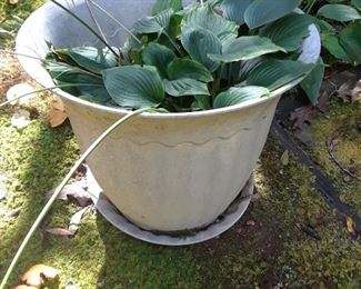 pot filled with hosta