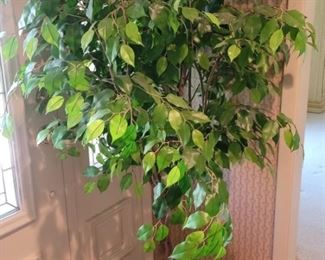 Faux Potted FIcus Tree is about 68 in Tall