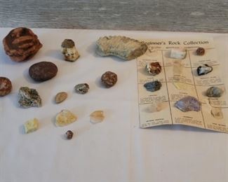 Rock and Fossil Collection