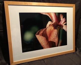 Sharon Sturgis. Iris. Signed by Artist.  Photograph on Fuji Velvia Slide film. Printed archivally on Chibachrome. 21x29.5.  42.5x33 framed.