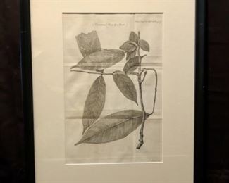 Rosa de Monte by James Basire. Engraving on
paper. 16 x 10. 27 x 18 framed