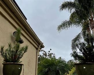 Lots of potted plants