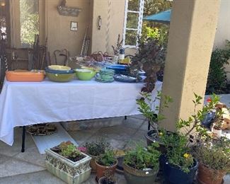 Plants and outdoor dishes