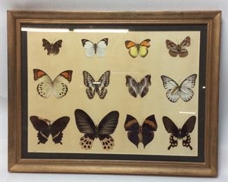 VINTAGE FRAMED BUTTERFLIES