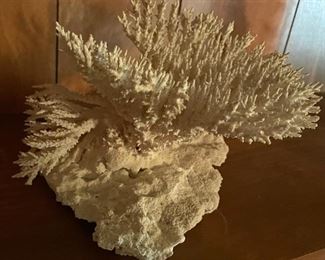 White Coral