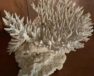White Coral