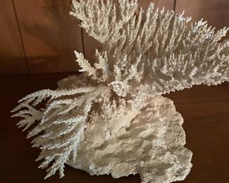 White Coral