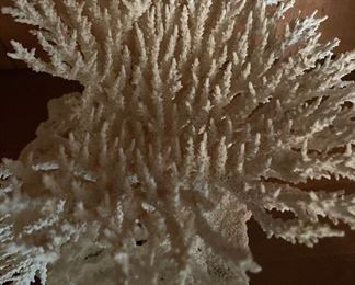 White Coral