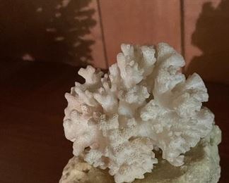 White Coral