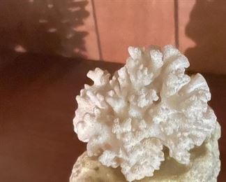 White Coral
