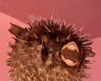 Vintage Spiny Blow Fish Puffer Fish