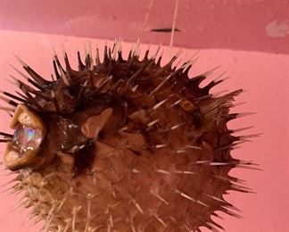 Vintage Spiny Blow Fish Puffer Fish