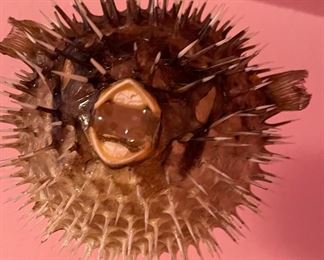 Vintage Spiny Blow Fish Puffer Fish