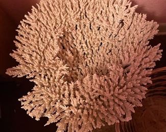 Extra Large White Coral with Branch
