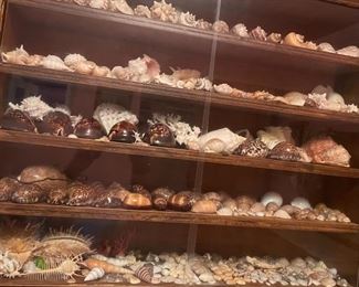 Assorted Seashells Various Sizes 