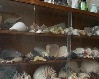 Assorted Seashells all Shapes & Sizes, Hand Crafted Shadow Box/Shelving