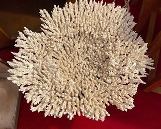 Extra Large White Coral with Branch