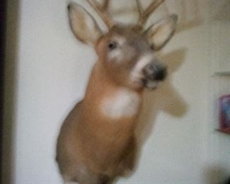 10.DEER HEAD TAXIDERMY $225.
