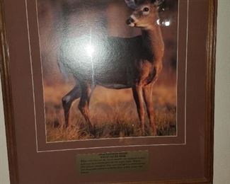23.DEER PHOTO $5
