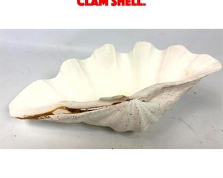 Lot 577 Large Size Natural Clam Shell. 