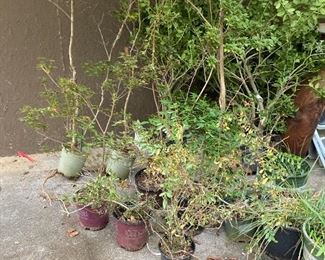 more plants