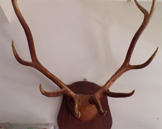 Nice 5x5 elk antlers