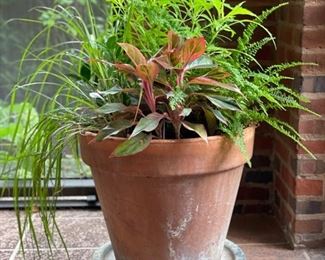 Plant on Plant Trolly. 