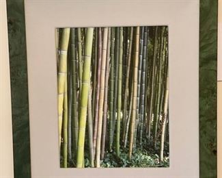 Framed Bamboo Photography. 