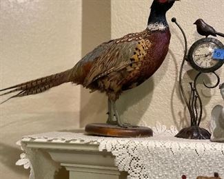 Taxidermy pheasant