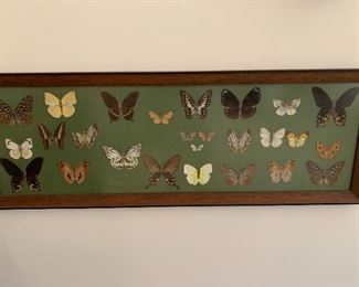 Preserved Butterfly Wall Art