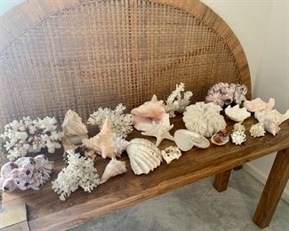 Shells and Coral
