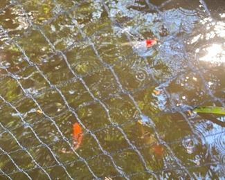Lovely Koi Fish available. Approximately 5-6” long. You catch and carry!