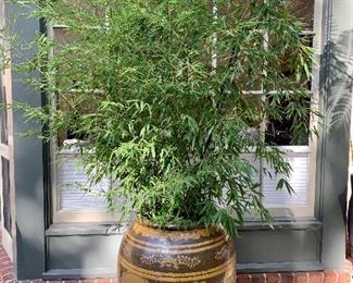 $595 - Large decorated urn/planter; 28" H x 24" diameter; with mature bamboo plant 114" H.  Dolly included.