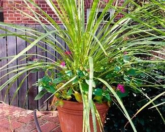 $60 - Terra cotta planter #1 of 4; 10" H x 12" diameter