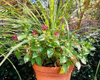 $60 - Terra cotta planter #2 of 4; 10" H x 12" diameter
