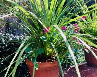 $60 - Terra cotta planter #3 of 4; 10" H x 12" diameter