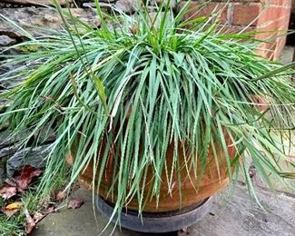$90 - Terra cotta planter #2 with perennial grass; 14.5" H x 18" diameter