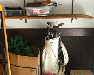 rare sighting of the Three Fanged Bug-Eyed Owl