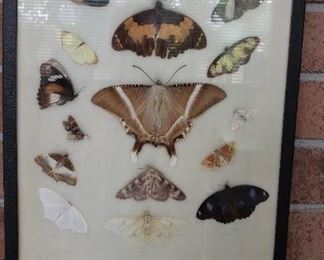 Framed butterfly collection