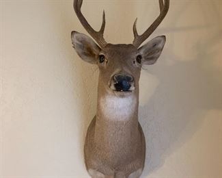 Taxidermy deer mount
